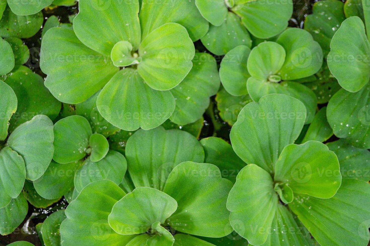 verde foglia di acqua lattuga pistia stratioti su il giardino piscina. il foto è adatto per uso per botanico sfondo, natura manifesto e flora formazione scolastica soddisfare media.