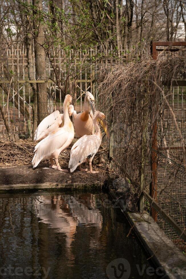 grande rosa pellicani vicino un' stagno nel il zoo foto