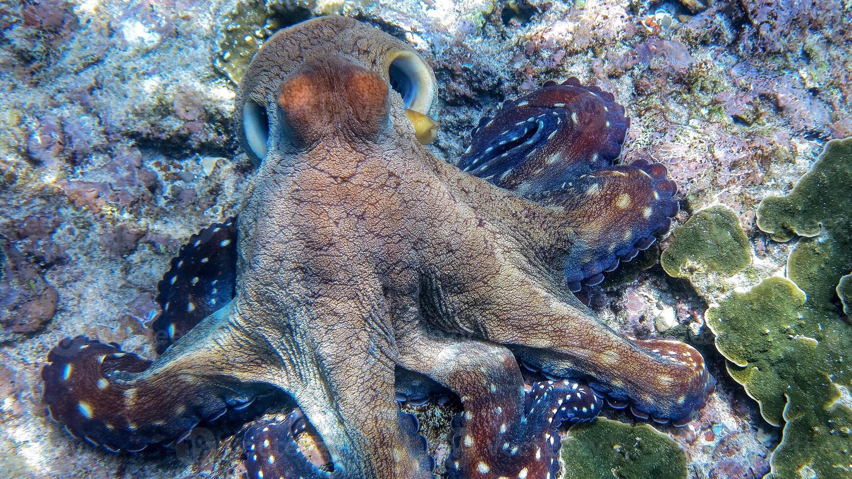 avvicinamento Visualizza di un' Comune polpo volgare nuoto sott'acqua, macro ritratto sotto acqua foto