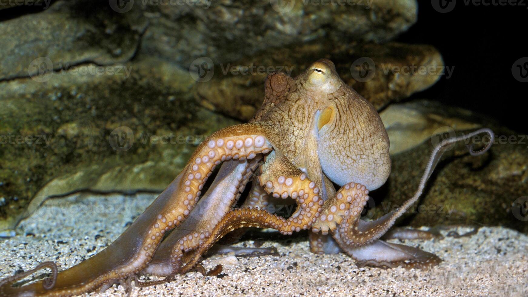 avvicinamento Visualizza di un' Comune polpo volgare nuoto sott'acqua, macro ritratto sotto acqua foto