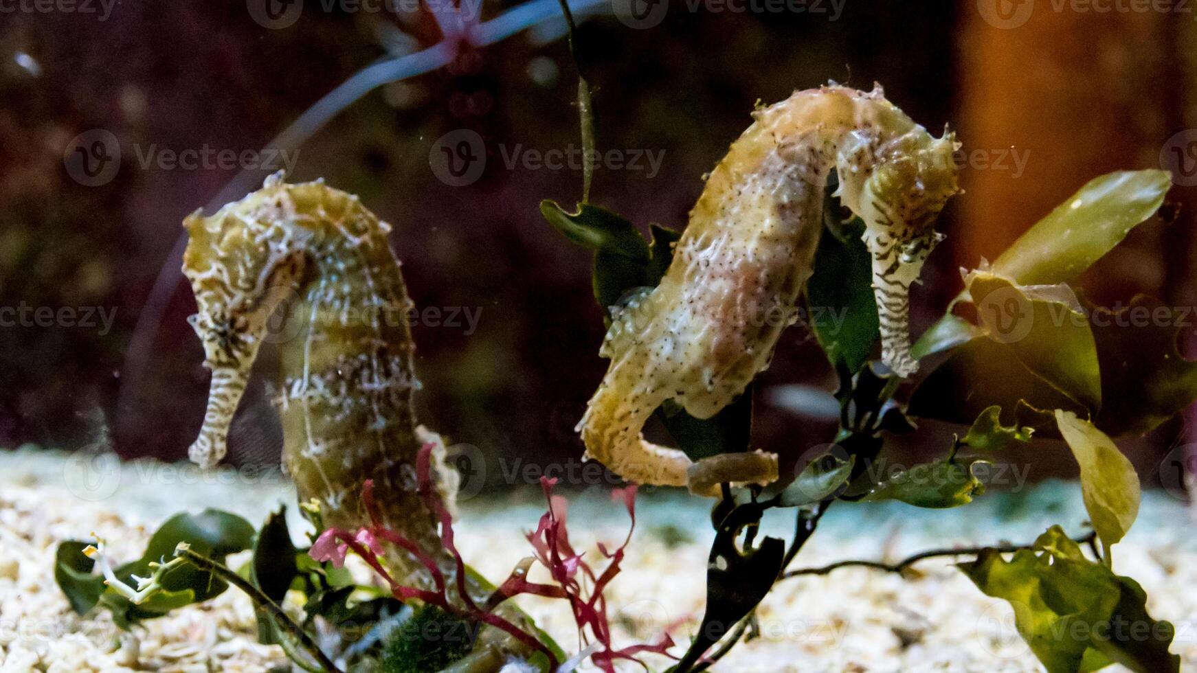 avvicinamento Comune colorato cavalluccio marino o ippocampo guttulatus nuoto sotto acqua, vita marina foto