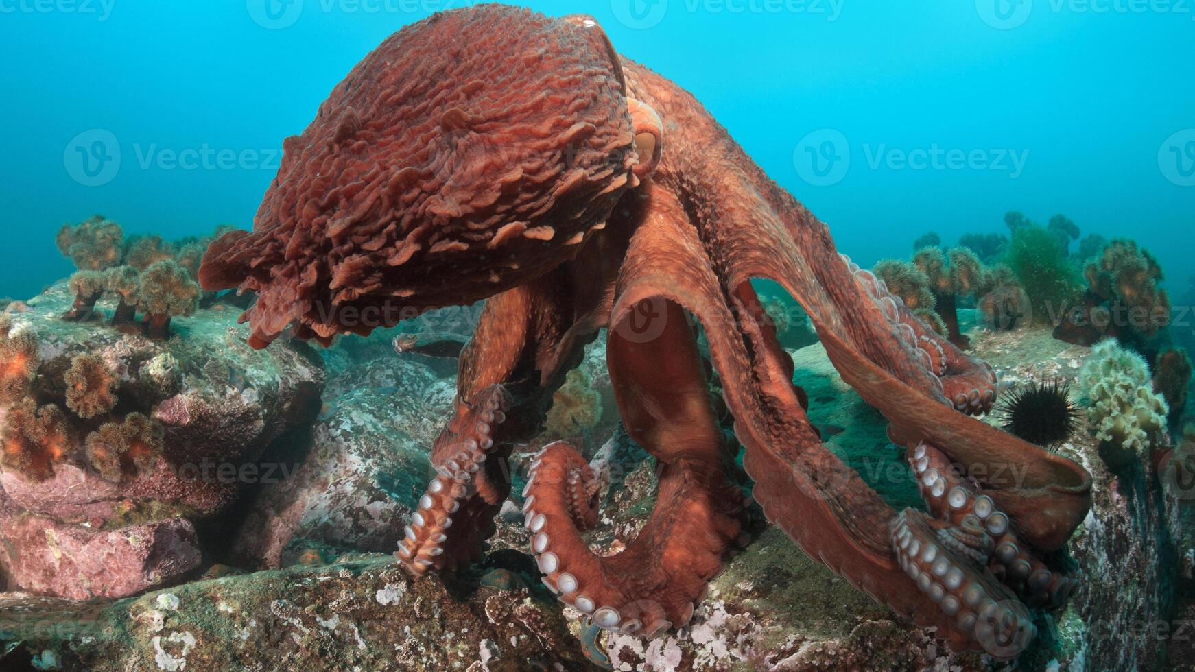 avvicinamento Visualizza di un' Comune polpo volgare nuoto sott'acqua, macro ritratto sotto acqua foto