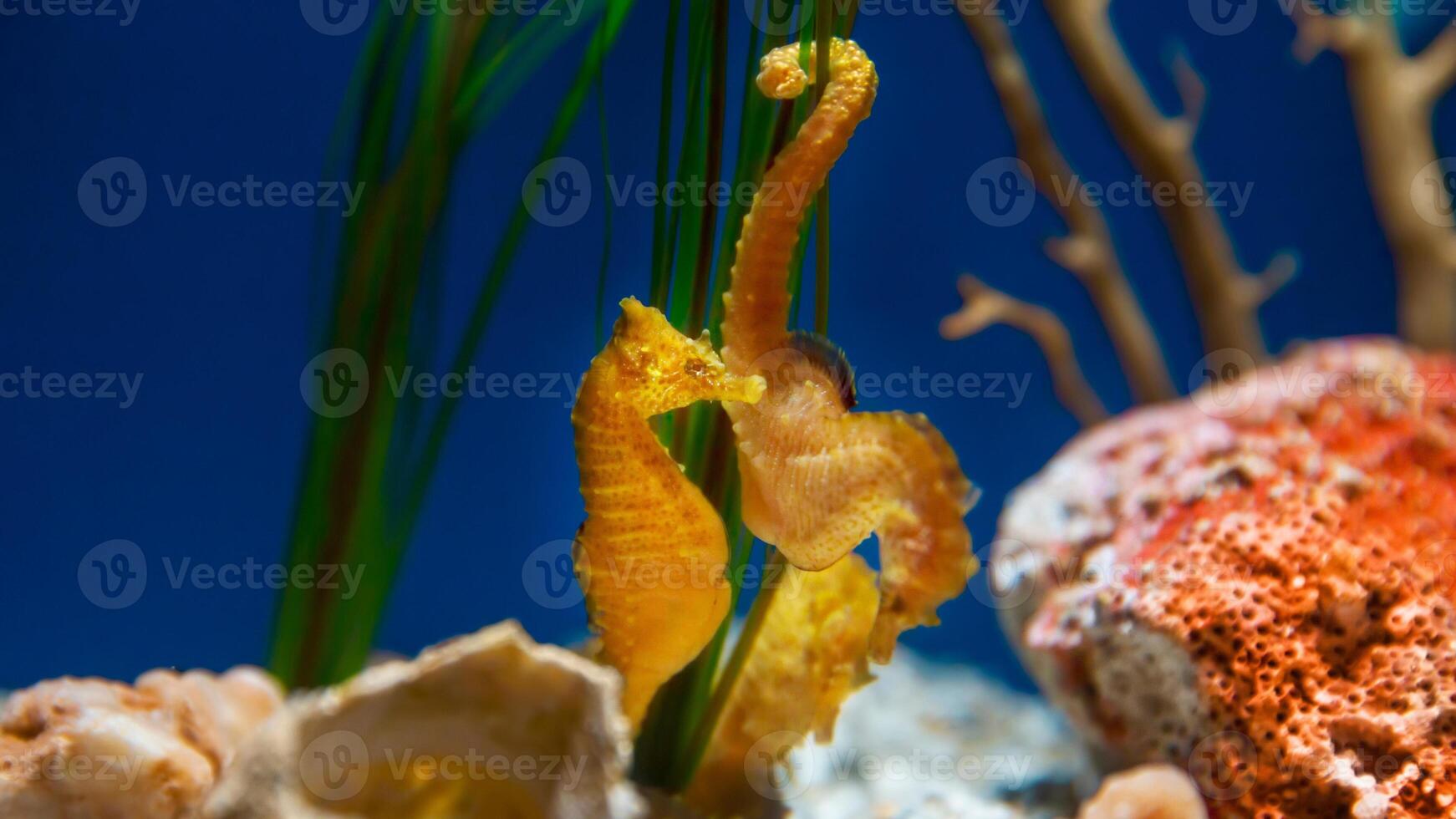 avvicinamento Comune colorato cavalluccio marino o ippocampo guttulatus nuoto sotto acqua, vita marina foto