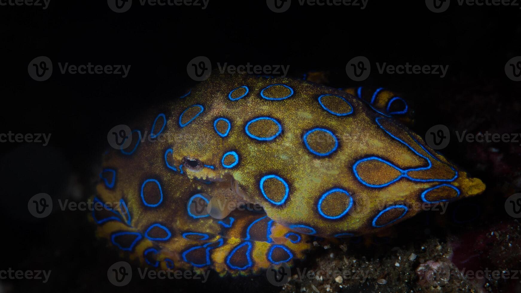 avvicinamento Visualizza di un' Comune polpo volgare nuoto sott'acqua, macro ritratto sotto acqua foto