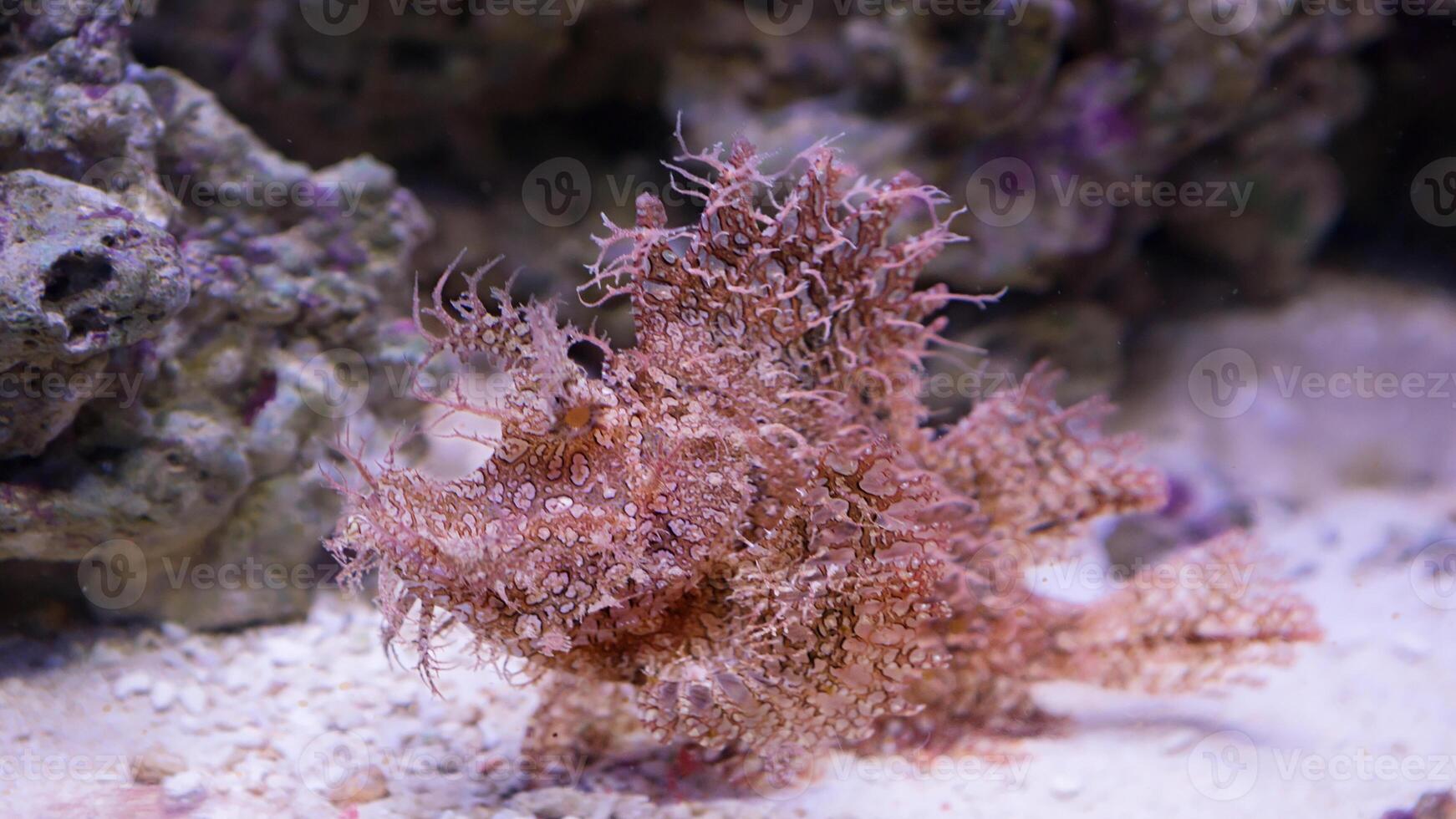 pesce rana antennarius. sorprendente subacqueo mondo, rana pesce marino creatura foto