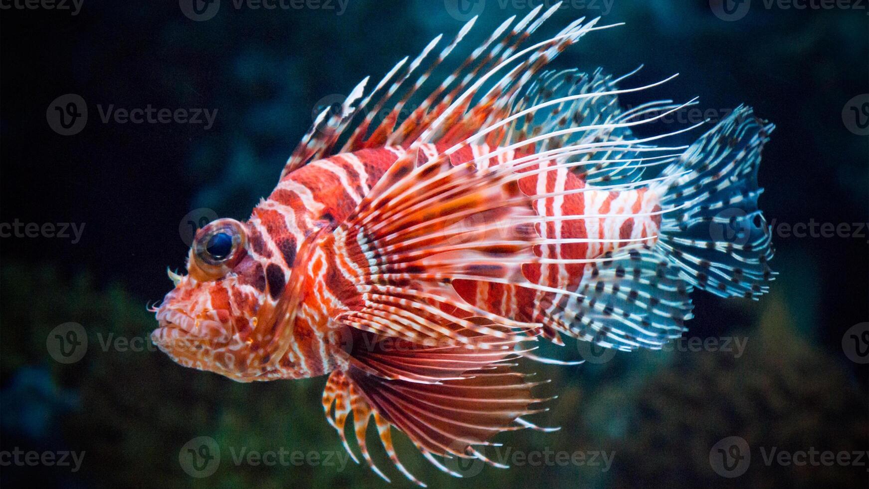 pesce leone o pterois, un' bellissimo predatore Leone pesce nuotate nel ricerca di cibo subacqueo foto