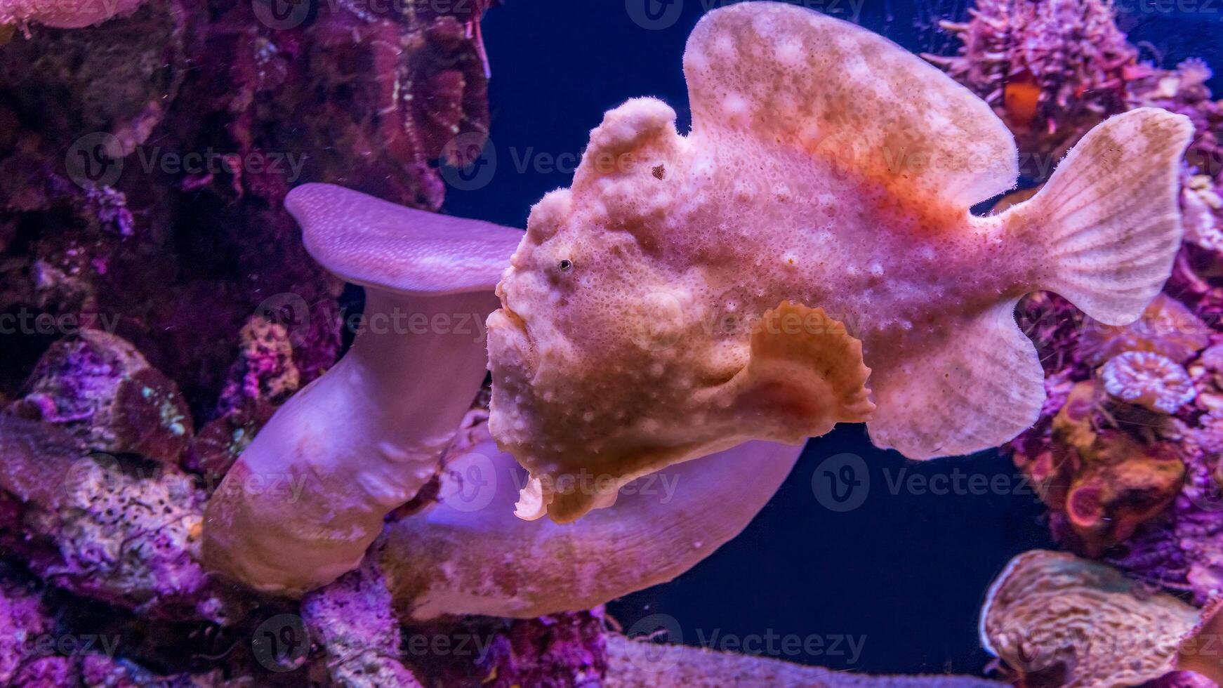 pesce rana antennarius. sorprendente subacqueo mondo, rana pesce marino creatura foto