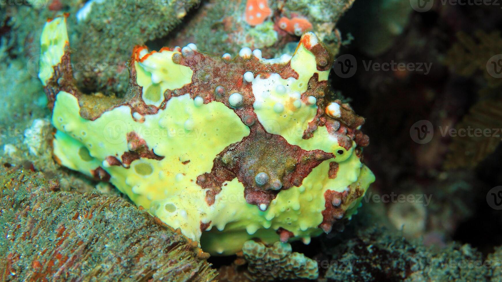 pesce rana antennarius. sorprendente subacqueo mondo, rana pesce marino creatura foto