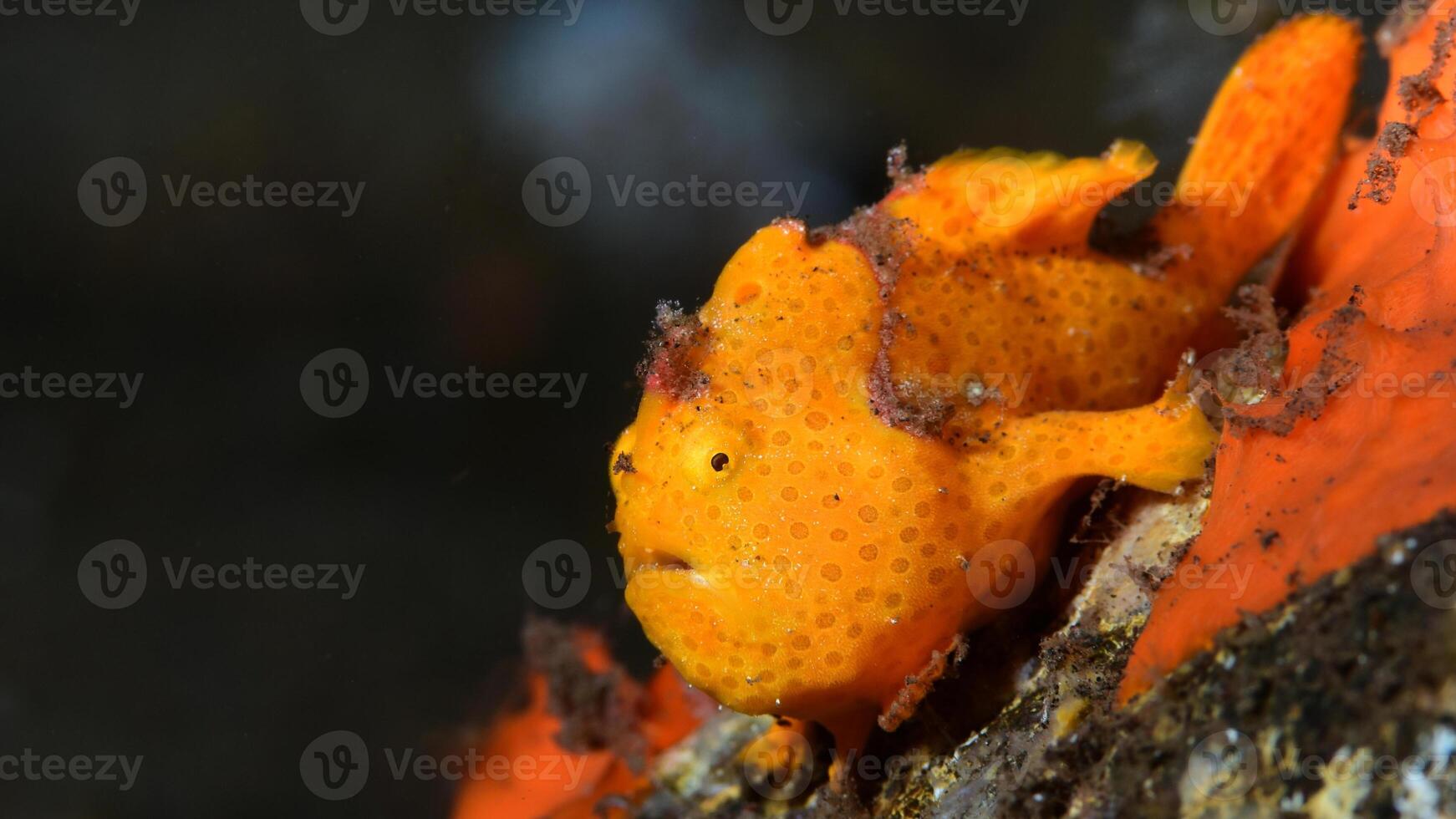 pesce rana antennarius. sorprendente subacqueo mondo, rana pesce marino creatura foto