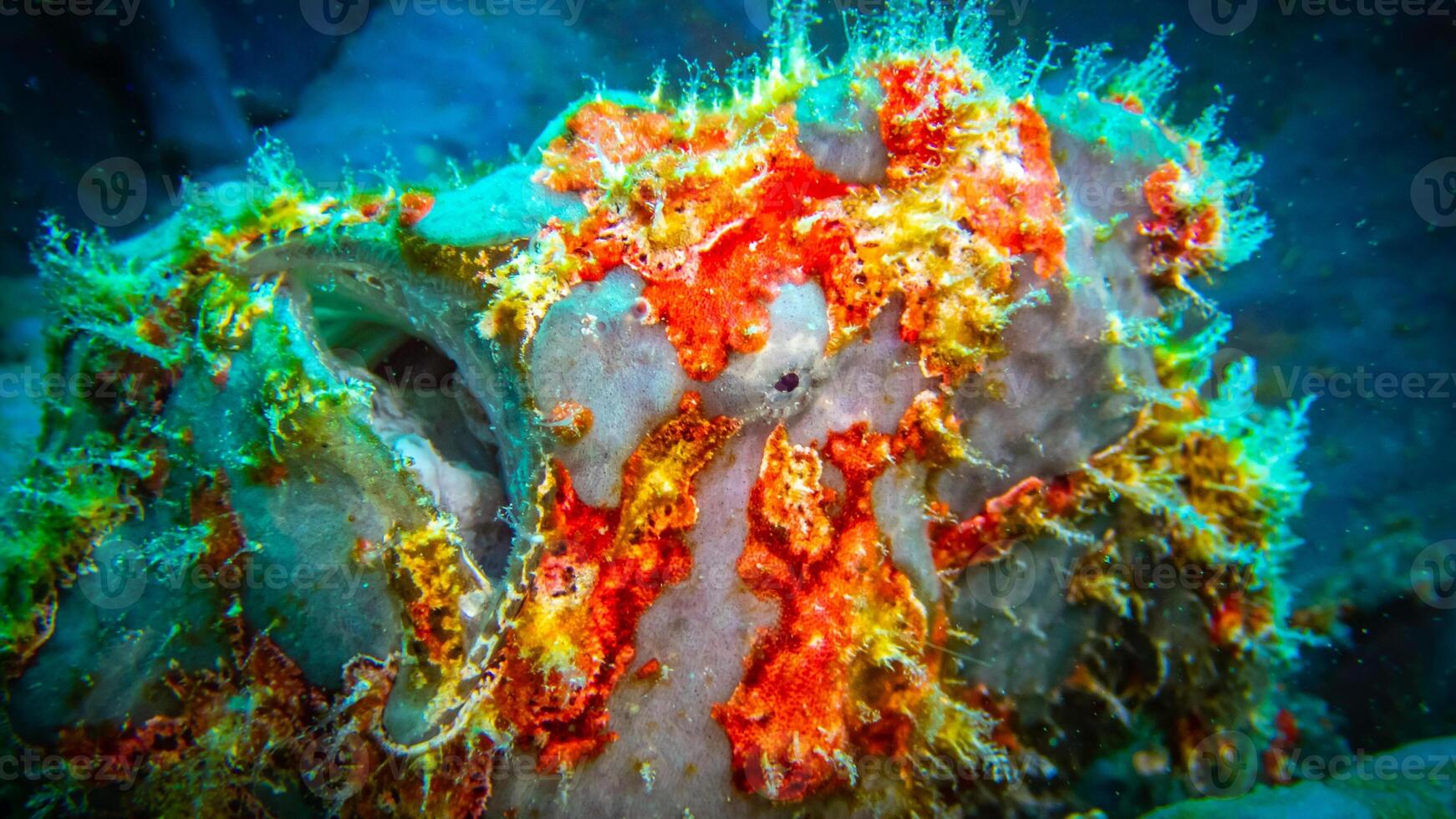 pesce rana antennarius. sorprendente subacqueo mondo, rana pesce marino creatura foto