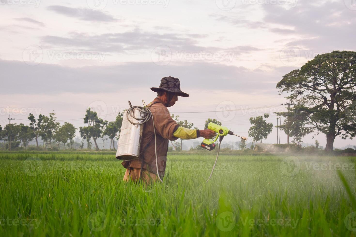 anziano maschio contadino spruzzatura pesticidi per risaia pianta su il suo riso campo. scenario indonesiano contadino con bellezza natura foto