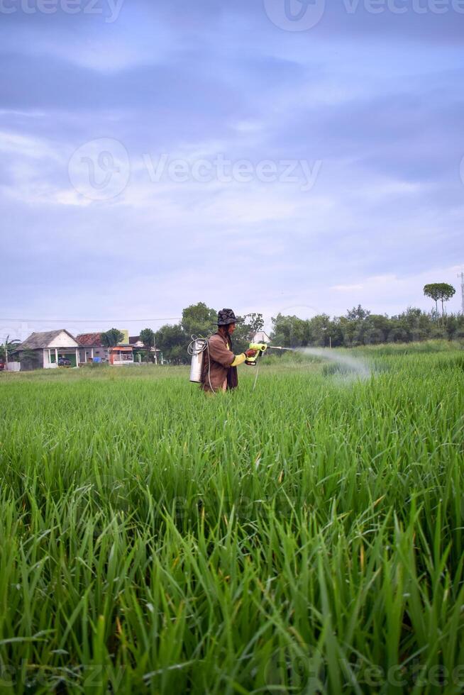 anziano maschio contadino spruzzatura pesticidi per risaia pianta su il suo riso campo. scenario indonesiano contadino con bellezza natura foto