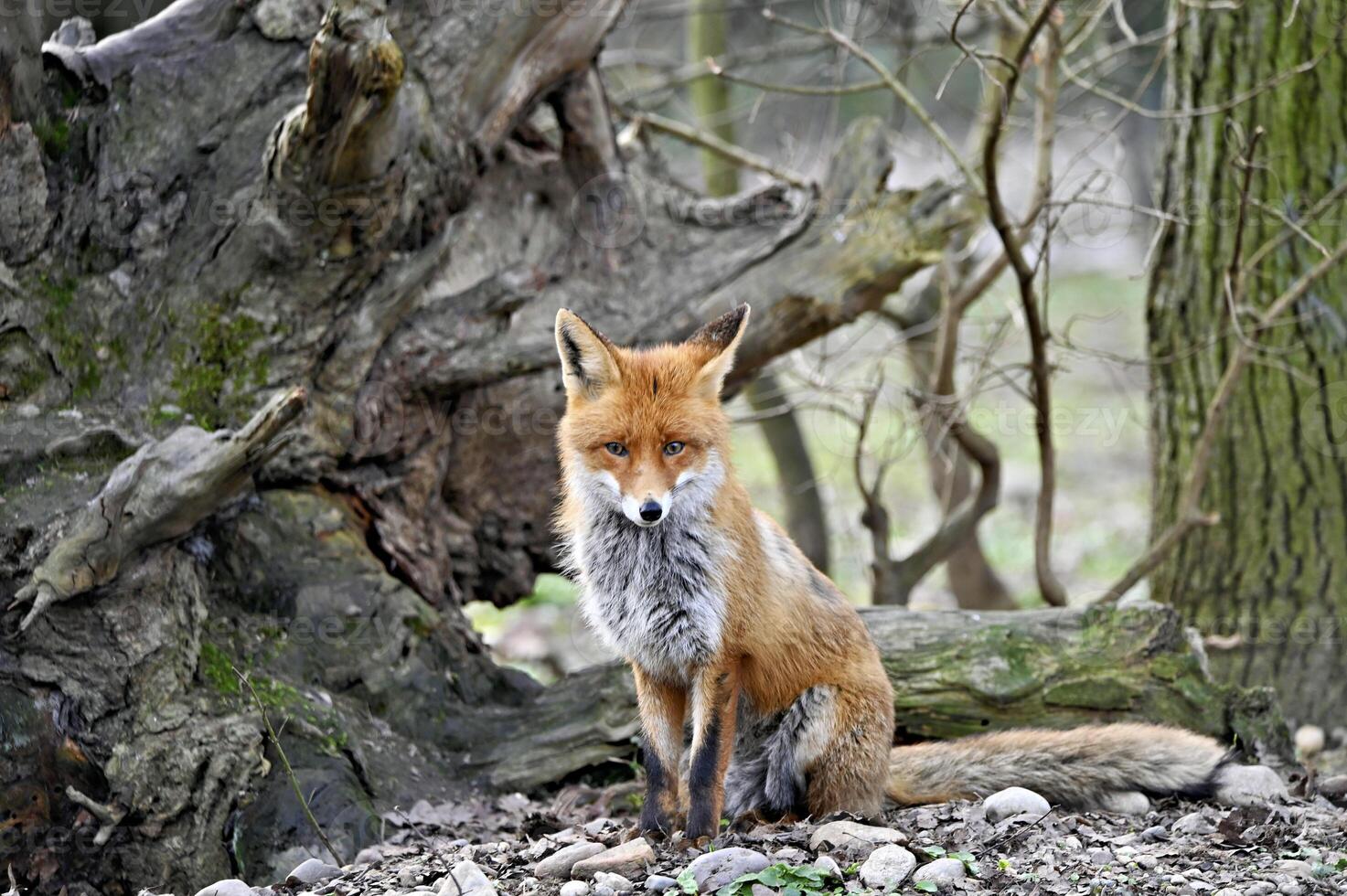 carino rosso Volpe vulpes nel il selvaggio foto