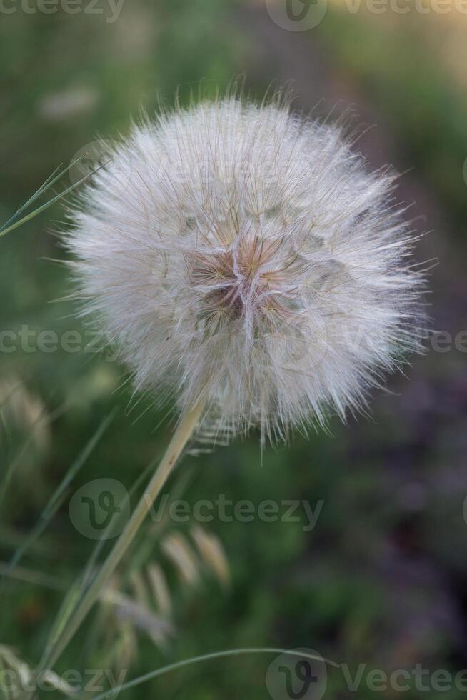 Tragopogon pseudomaggiore. grande dente di leone foto