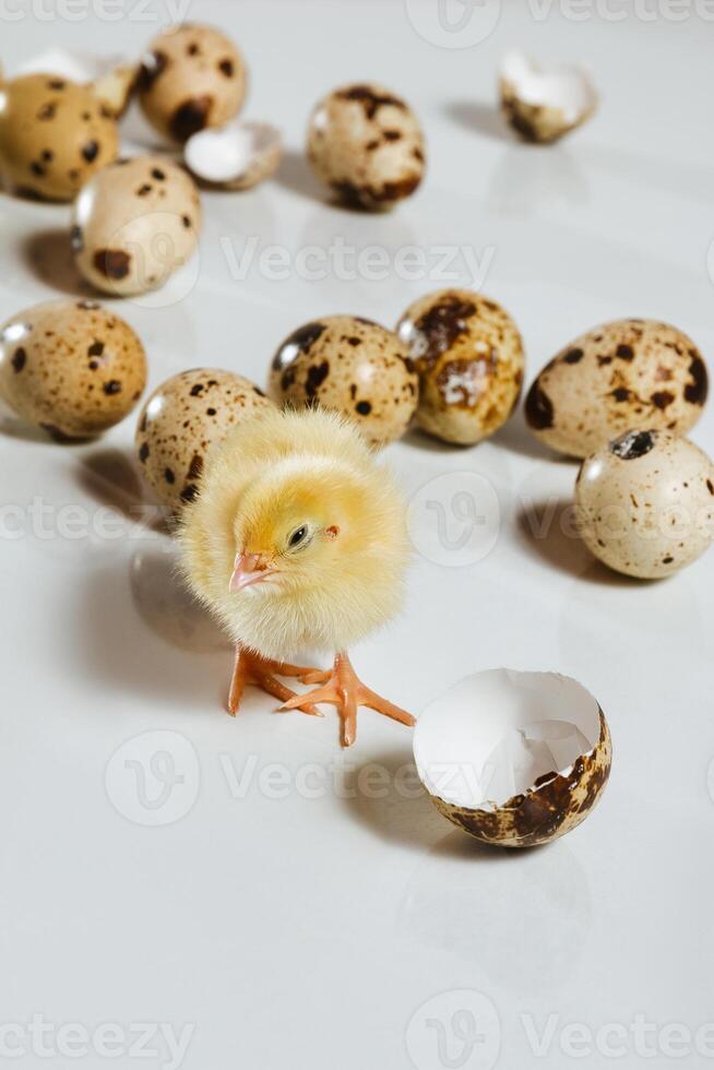 un' Quaglia pollo socchiude gli occhi tra il Quaglia uova. pollame agricoltura nel incubatori foto