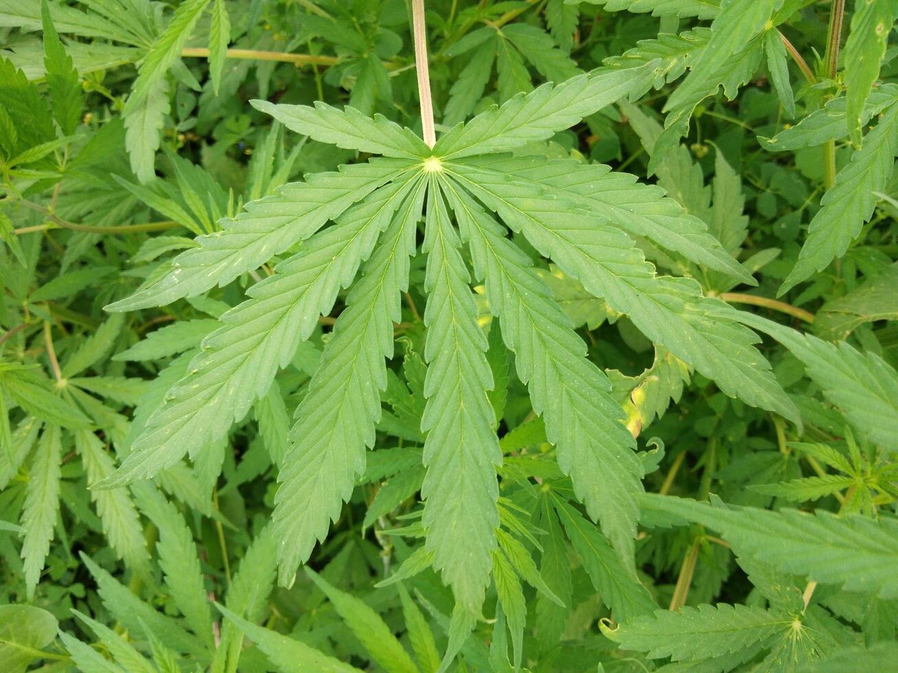 marijuana foglia, canapa canapa foglia all'aperto foto