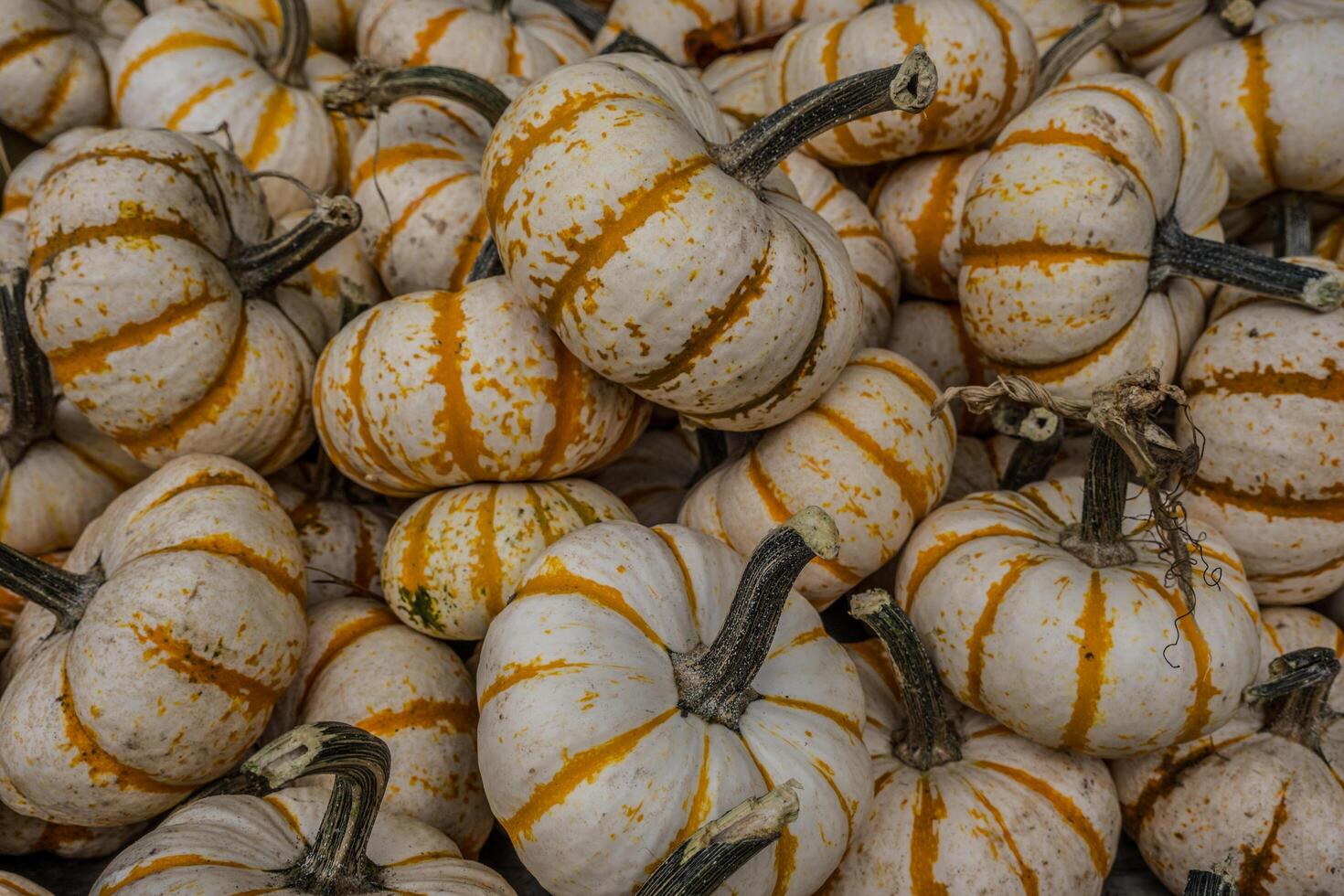 mini zucca zucche avvicinamento foto