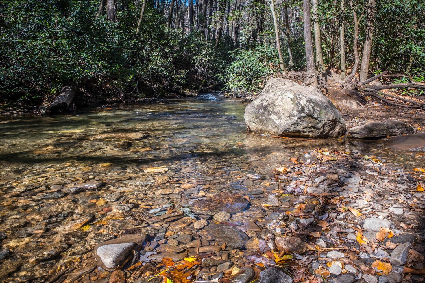 alveo nel il foresta foto