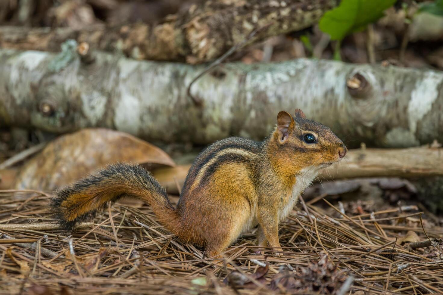 scoiattolo essere ancora nel il foresta foto