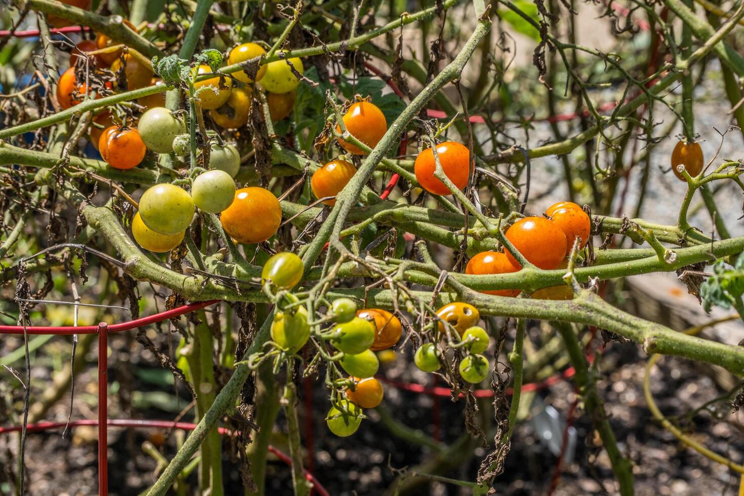 in putrefazione ciliegia pomodori su un' vite foto