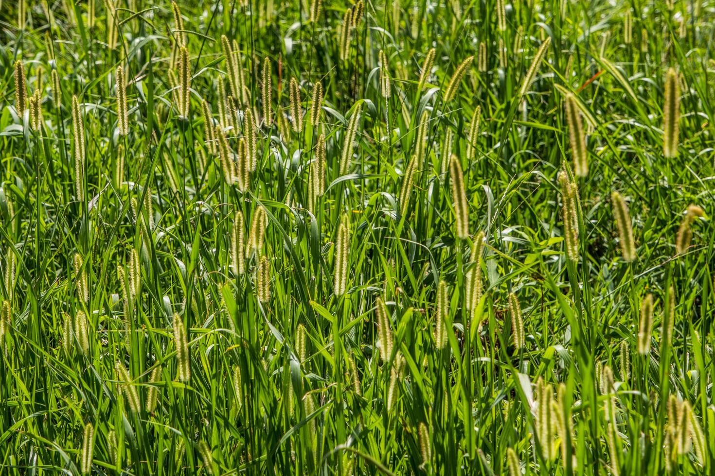 coda di volpe erbe avvicinamento sfondo foto