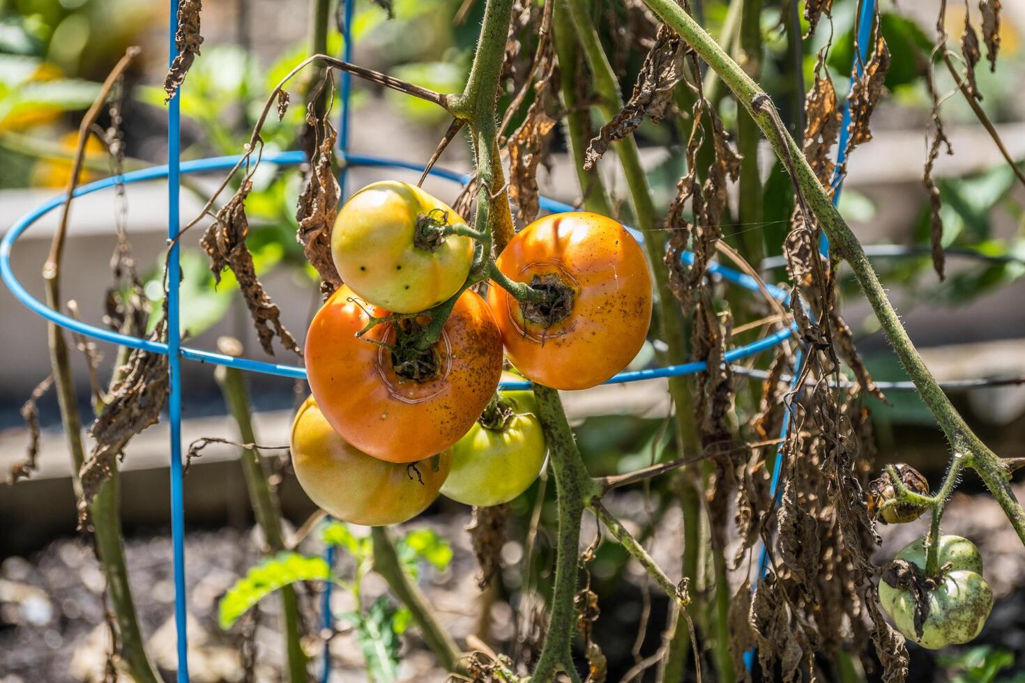 in putrefazione pomodori su un' vite foto