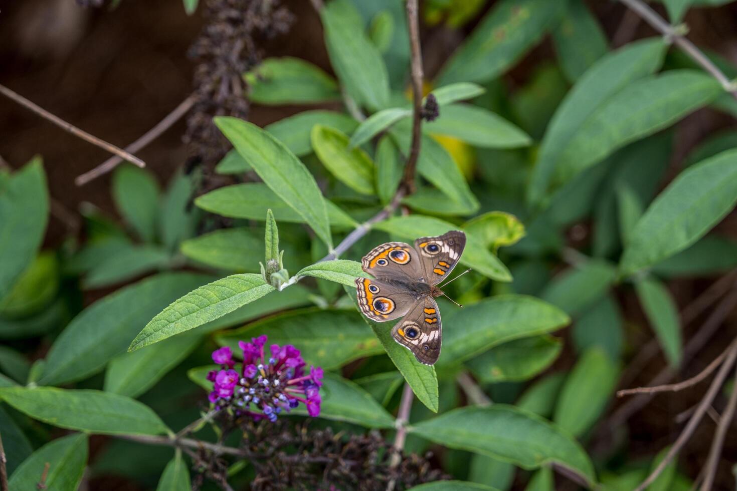 Comune buckeye farfalla su un' cespuglio foto