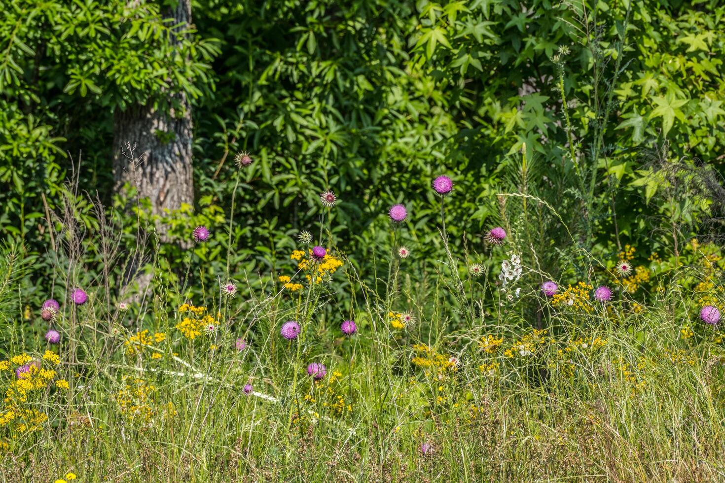 fiori selvatici lungo il strada foto