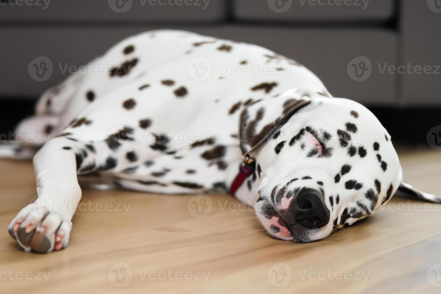 il bellezza di un' addormentato dalmata, un' immagine di serenità e tranquillo, calmo sonno in mezzo macchie di bellezza foto