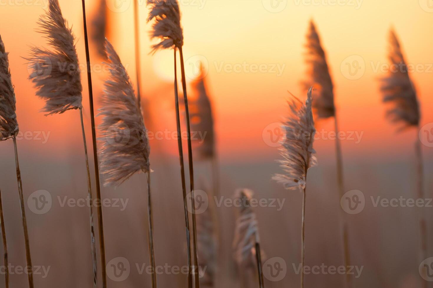 canna fiori crogiolarsi nel il radiante splendore di il sera sole, la creazione di un' spettacolare arazzo di della natura effimero bellezza nel il tranquillo crepuscolo cielo foto