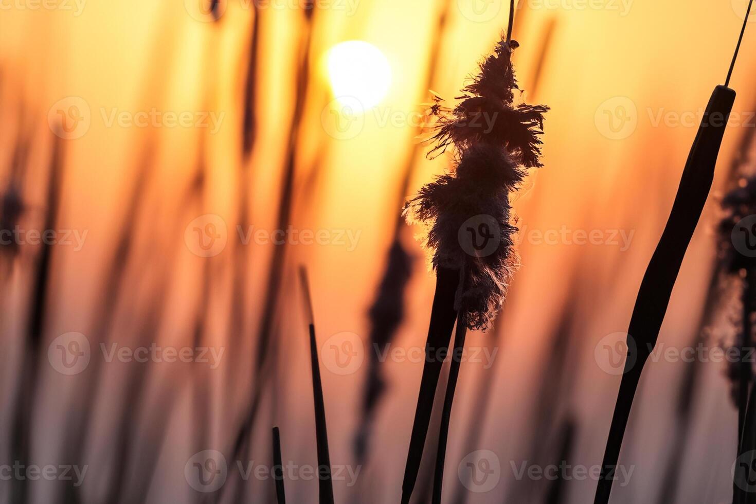 tramonto fioritura canna fiori crogiolarsi nel il radiante splendore di il sera sole, la creazione di un' spettacolare arazzo di della natura effimero bellezza nel il tranquillo crepuscolo cielo foto