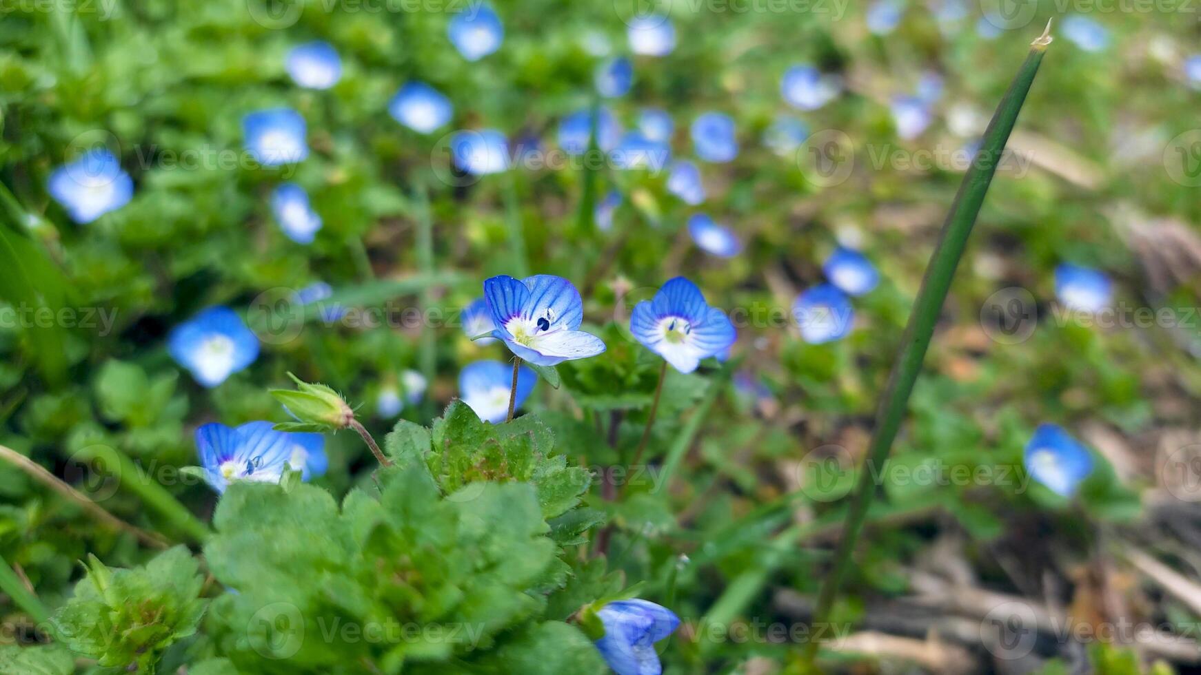 blu fiori su prato, molla, fiorire foto