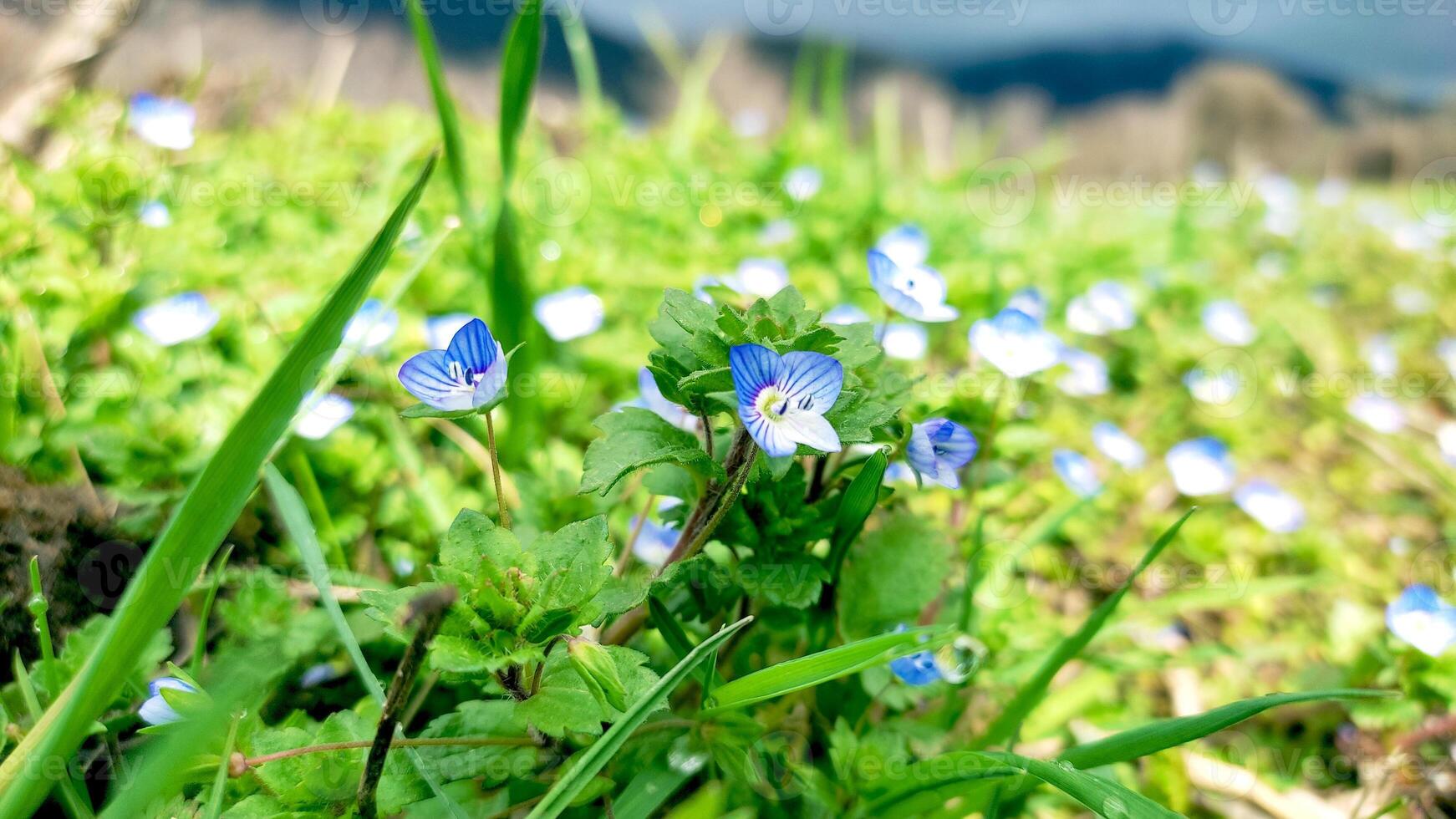 blu fiori su prato, molla, fiorire foto