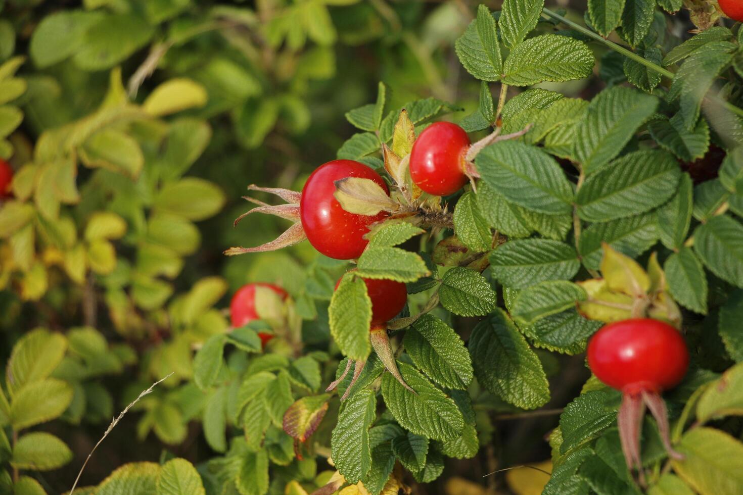 arancia rosso rosa canina nel davanti di un' verde le foglie sfondo foto