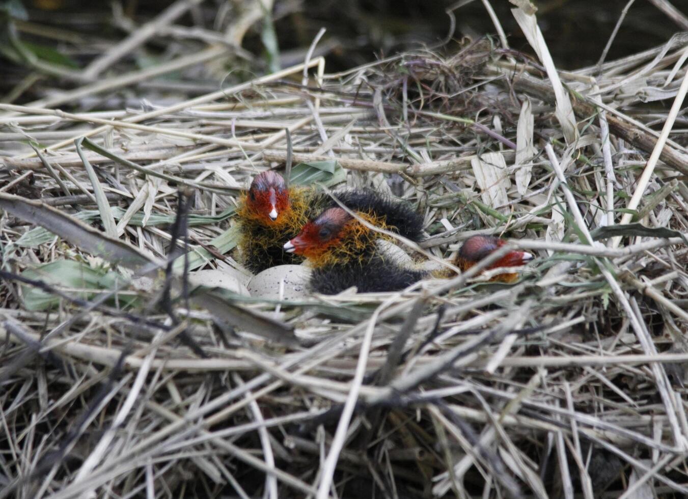 eurasiatico folaga, bambino uccelli nel un' nido foto