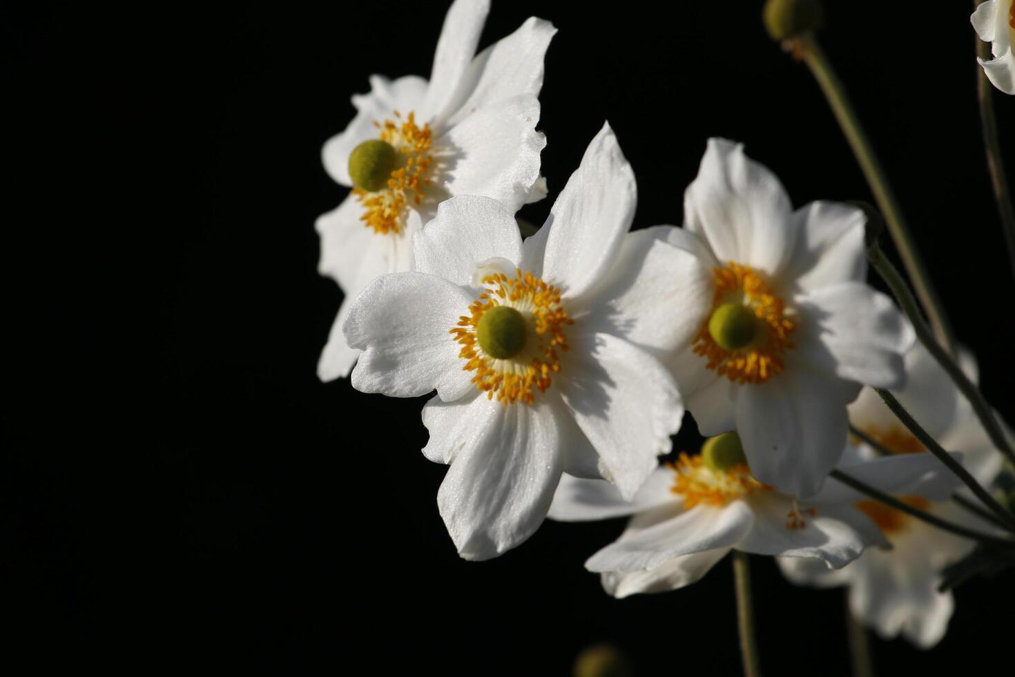 fragile bianca anemone fiore foto