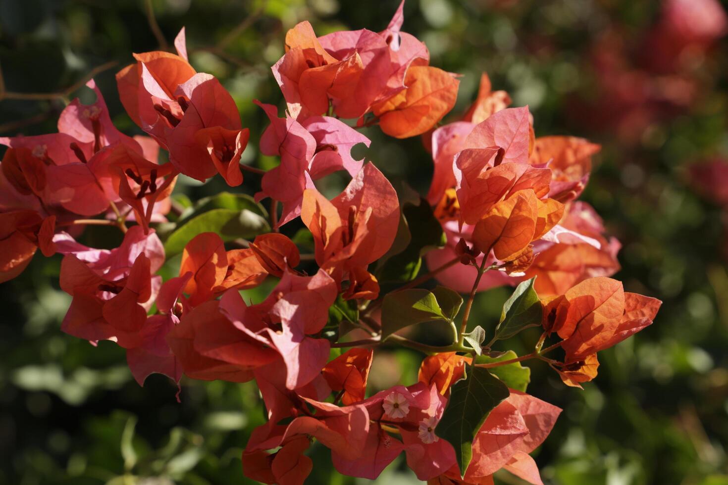 rosso arancia fiori, bouganville dà fiori tutti attraverso il anno foto