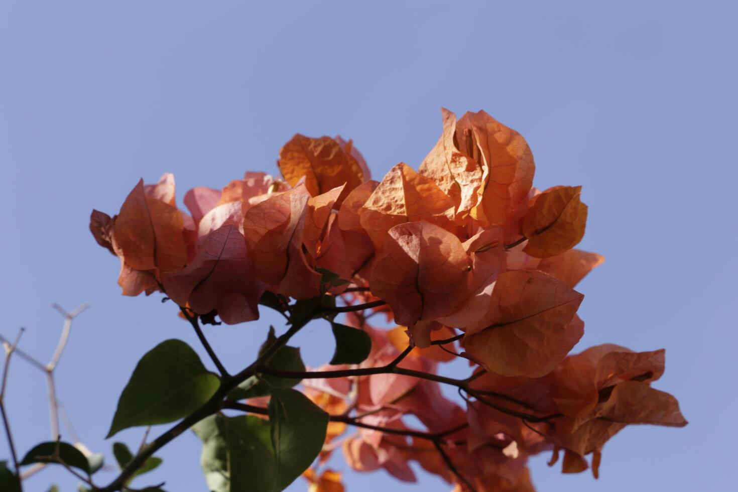 rosso arancia fiori, bouganville dà fiori tutti attraverso il anno foto