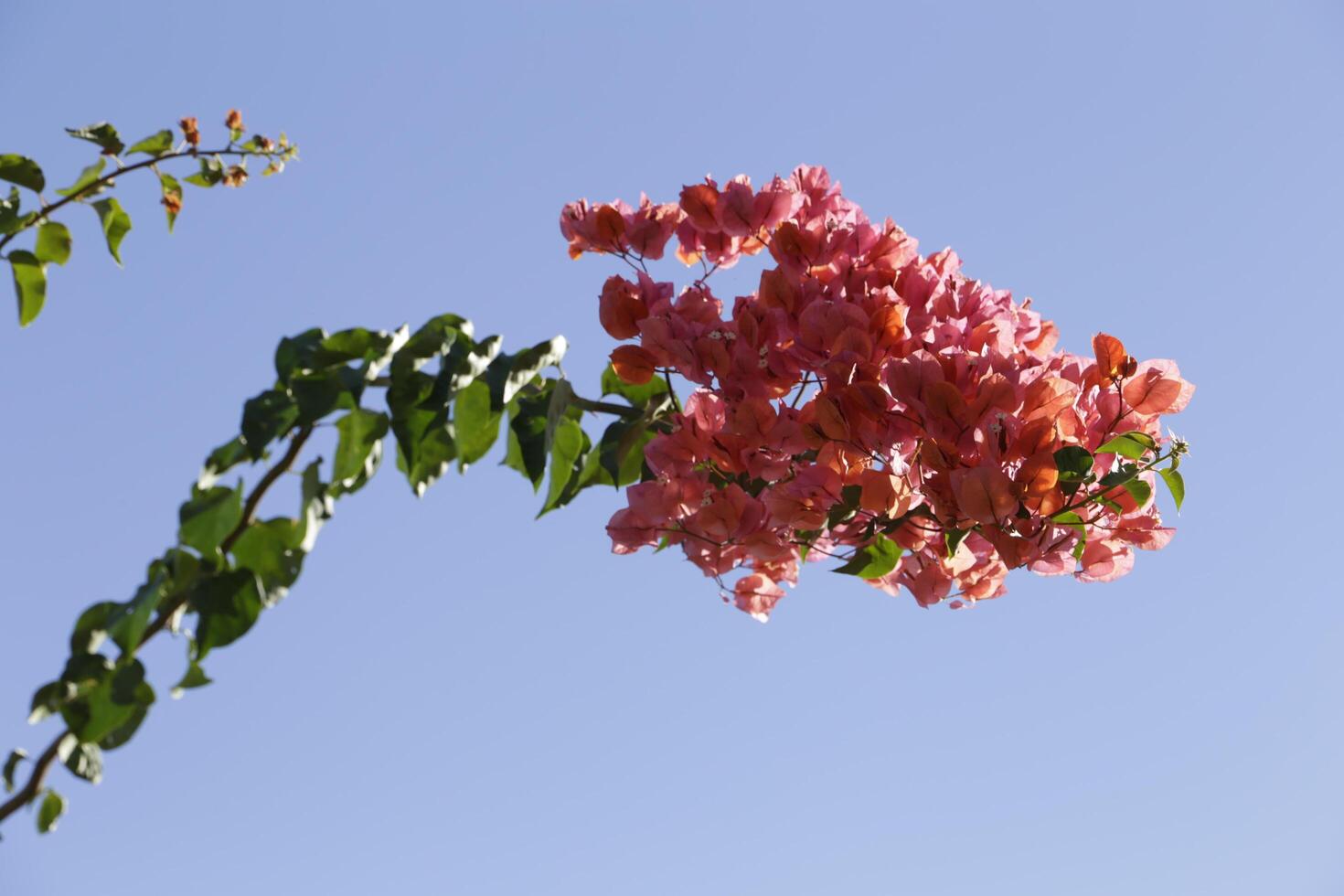 rosso arancia fiori, bouganville dà fiori tutti attraverso il anno foto