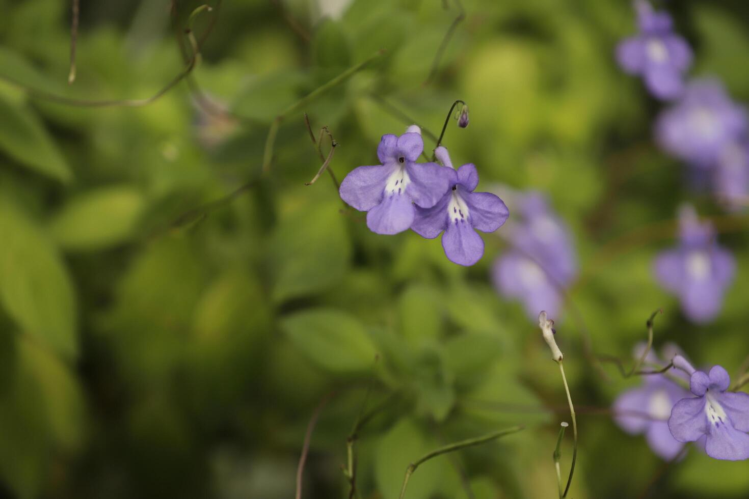 blu marzo viola foto