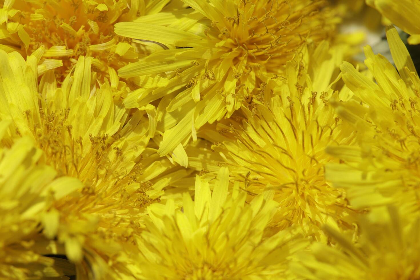 giallo dente di leone fiore un' erba ma anche erbaceo medicina foto