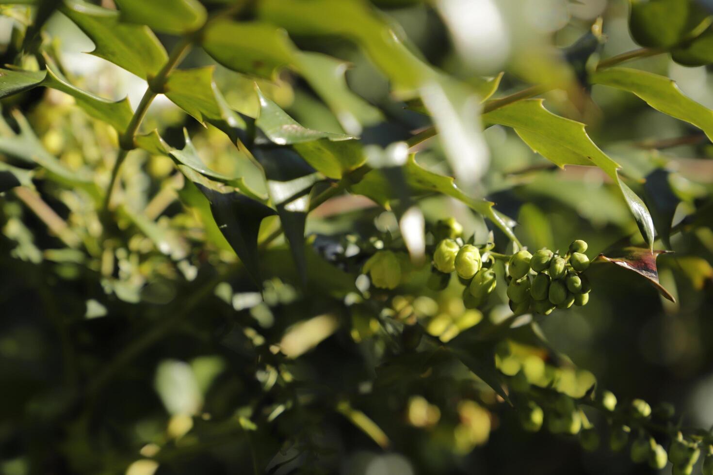 giapponese Mahonia cespuglio foto