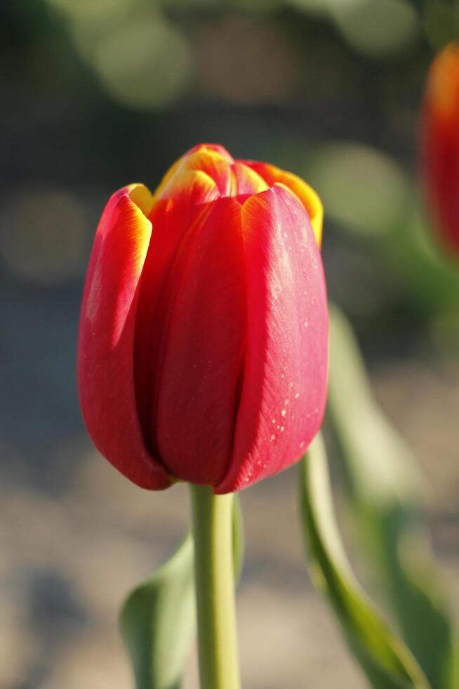 rosso tulipani siamo primavera fiori foto