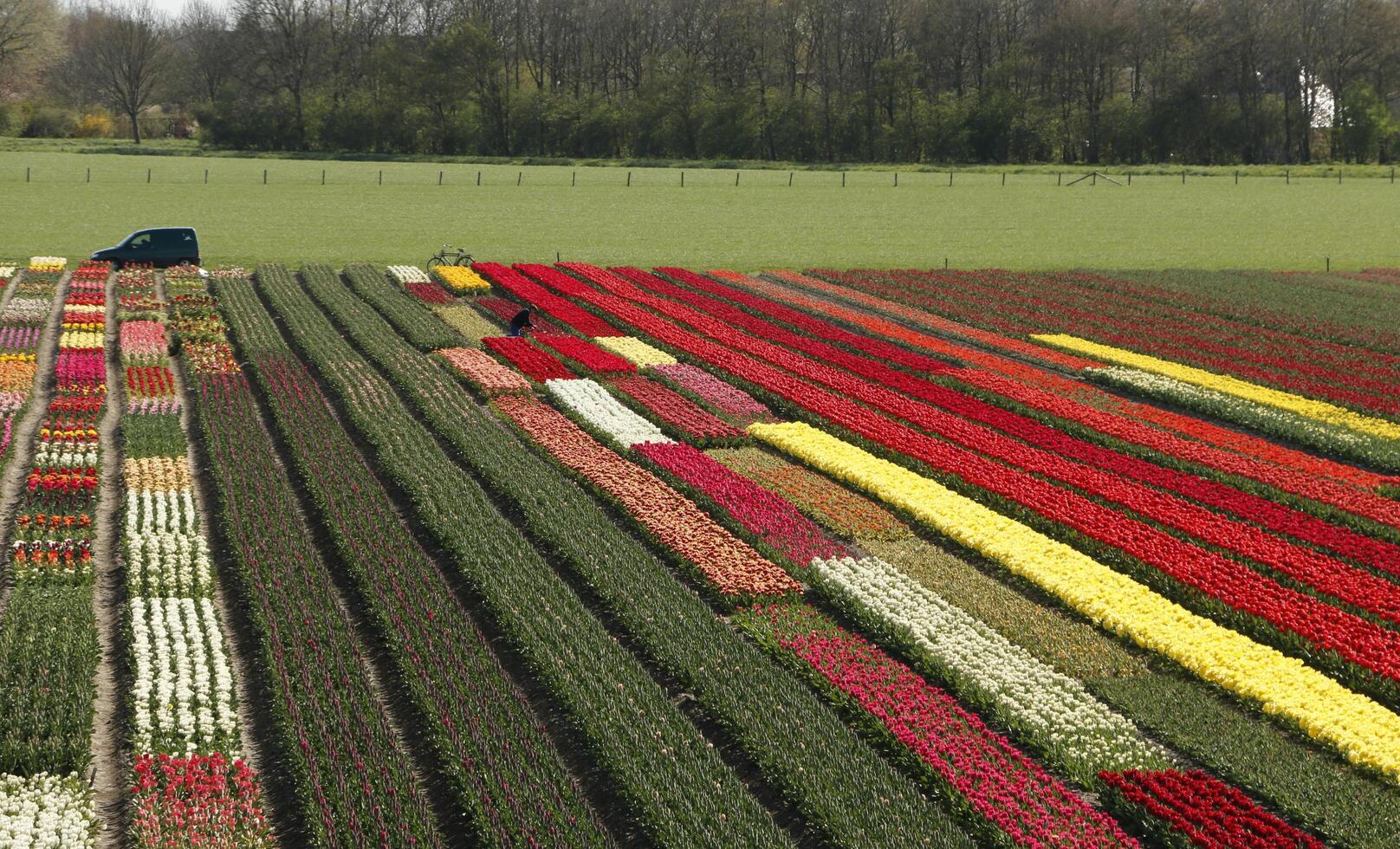 colorato tulipano i campi nel il primavera. fiori visto a partire dal un' più alto prospettiva. foto