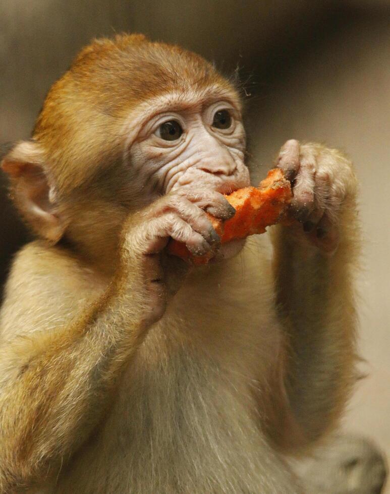 Barberia scimmia mangia carota foto