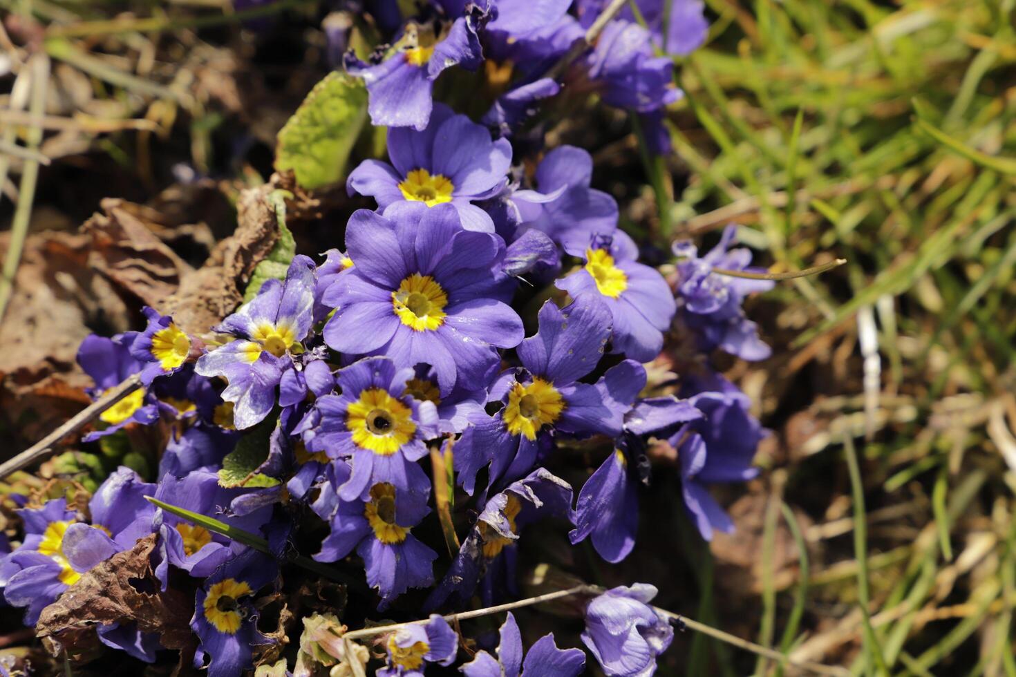 blu primula con un' giallo cuore foto