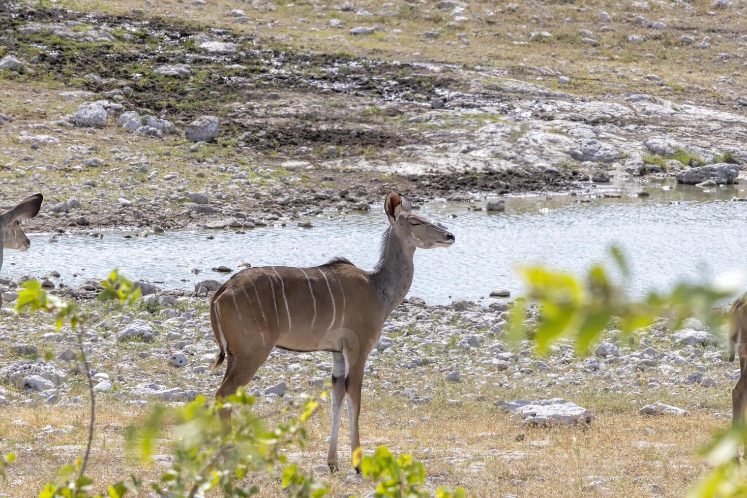 immagine di un' kudu a un pozza d'acqua nel etosha nazionale parco nel namibia foto