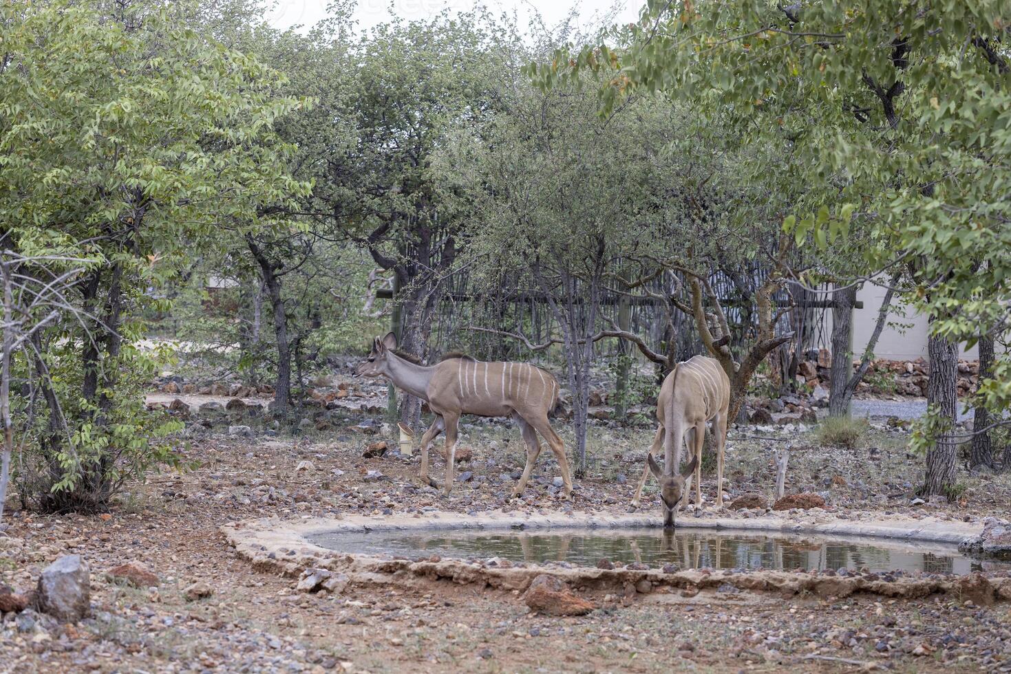 immagine di un' gruppo di kudu nel etosha nazionale parco nel namibia foto