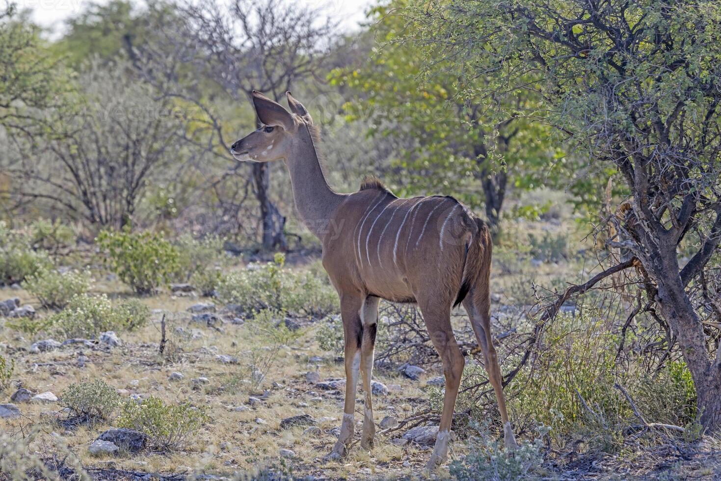 immagine di un' kudu nel etosha nazionale parco nel namibia foto