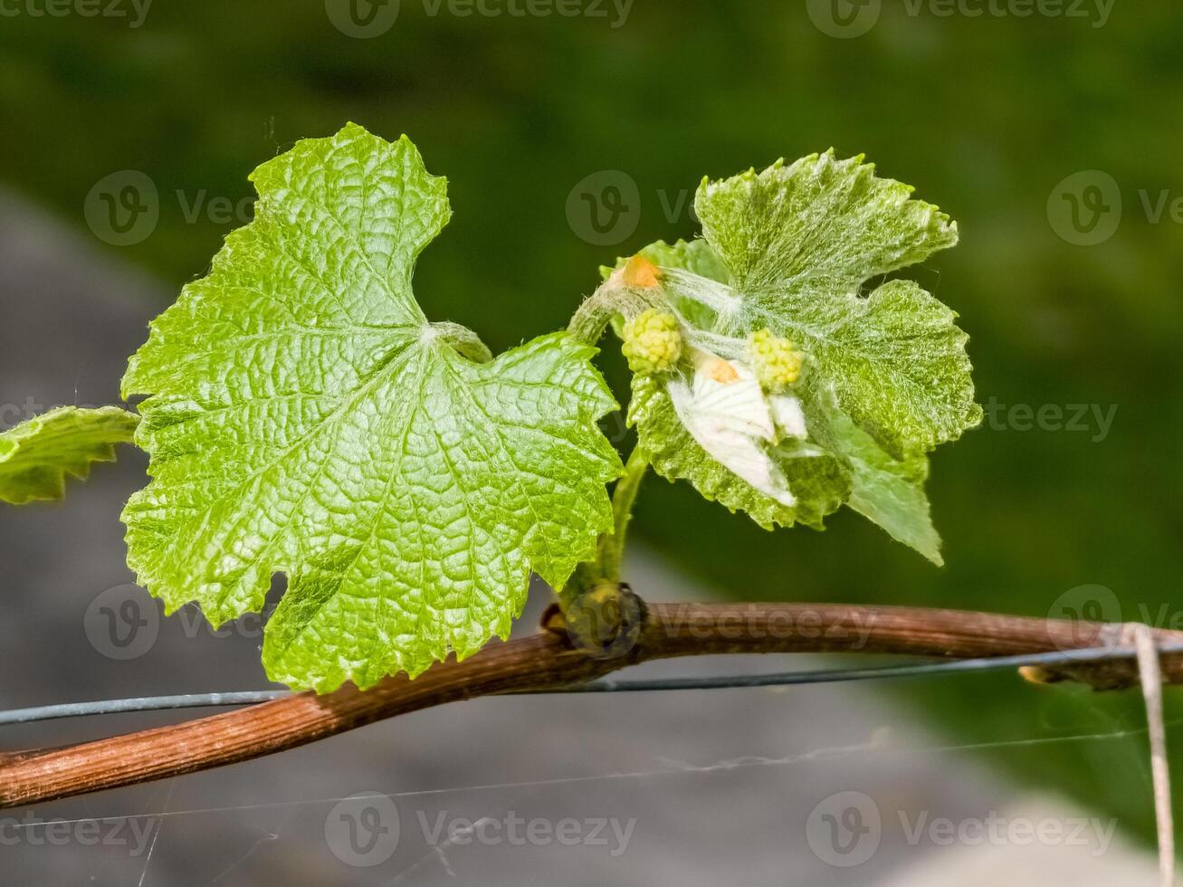 giovane le foglie e fiore mini cuffie su un' uva vite nel primavera. selettivo messa a fuoco foto